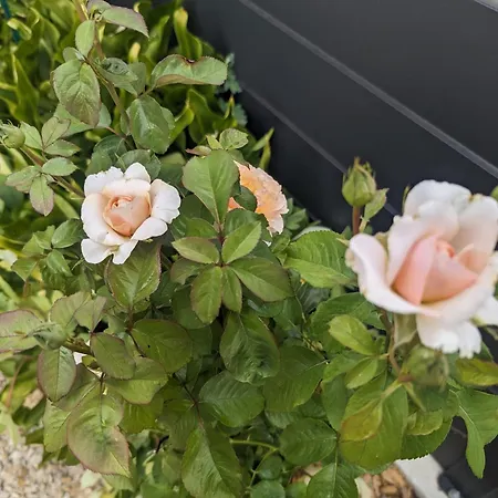 Mon Preslot Borne De Recharge Electrique Payante Frühstückspension Arbigny-sous-Varennes
