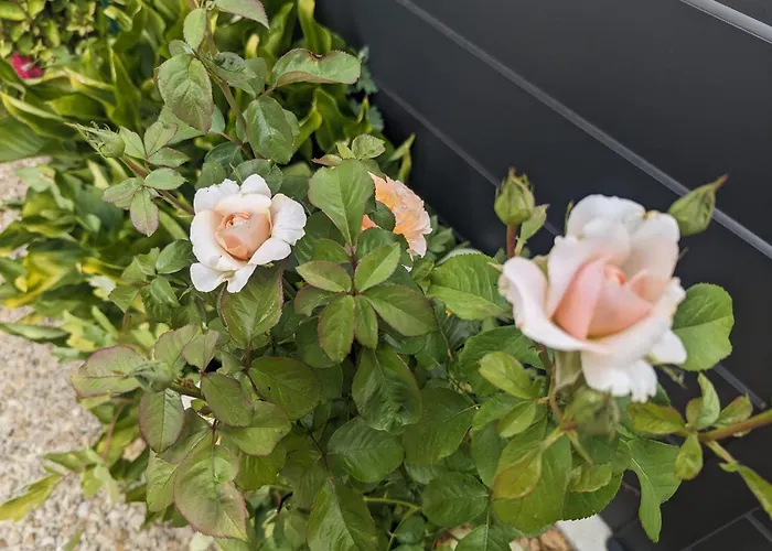 Mon Preslot Borne De Recharge électrique Payante Couette-café Arbigny-sous-Varennes